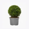 product-image-4_optimized Augue Neque